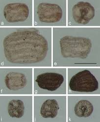Image result for Crepidorhopalon namuliensis