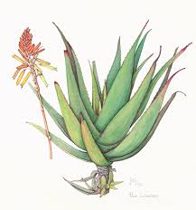Image result for Aloe lutescens