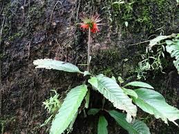 Image result for Streptocarpus myoporoides