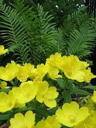 Beier S Greenhouse L Grand Rapids Mn Easy To Grow Bulbs Fast Growing Flowers Evening Primrose