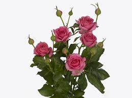 Image result for Rosa