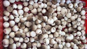 Kết quả hình ảnh cho hình ảnh nấm rơm