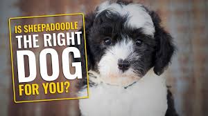 Serving charlotte, columbia, columbus, cincinnati, cleveland, charleston, atlanta, and nationwide. 6 Important Facts To Know Before Owning Sheepadoodle Puppies Petmoo