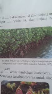 Selain itu panjang akar dipengaruhi oleh faktor ujung akar merupakan titik tumbuh akar. 1 Bakau Memiliki Akar Tunjang Untuk Menopang Batangnya Agar 2 Selain Itu Akar Tunjang Brainly Co Id