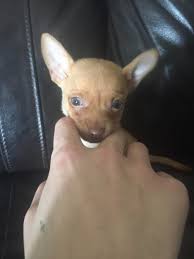 They start receiving dewormer at 2 weeks of age. Chihuahua Puppies For Sale Sterling Heights Mi 295678
