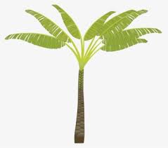 It is a very clean transparent background image and its resolution is 1000x1000 , please seeking more png image christmas tree clip art png,christmas tree clipart png,cherry blossom tree png? Free Banana Tree Clip Art With No Background Clipartkey