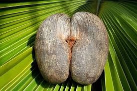 Although called a 'palm', the sago palm is not actually a palm tree at all, but one of a very ancient group of plants called cycads. Coco De Mer The Forbidden Fruit Amusing Planet