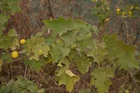 Image result for Solanum aculeatissimum