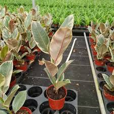 Image result for ficus elastica flower