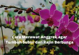 Check spelling or type a new query. Cara Merawat Anggrek Agar Tumbuh Subur Dan Rajin Berbunga