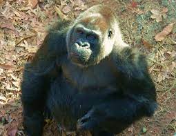 Choomba Atlanta Zoo Gorilla Primates