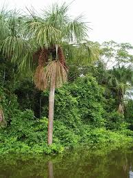 Image result for Chironia flexuosa