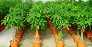 Tanaman ini diperkirakan berasal dari daratan amerika tropis brazil yang bisa tumbuh hingga ketinggian 1.800 meter di atas permukaan air laut selama ini, kita mungkin menganggap krokot merupakan tumbuhan liar yang menghiasi pekarangan rumah kita. 12 Tanaman Pembawa Keberuntungan Di Pekarangan Rumahmu