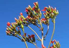 Image result for Kalanchoe dyeri