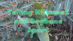 How To Tell Milkweed And Dogbane Apart Youtube
