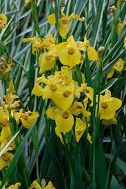 Image result for Iris pseudacorus