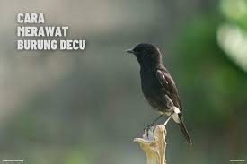 7 yorum, makale ve 15 resme bakın. Burung Decu Cara Perawatan Perbedaan Kelamin Dan Daftar Harga
