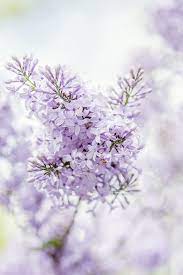 Lilacs Beautiful Blooms Raindrops And Roses Beautiful Flowers