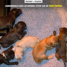 In guilderland, new york seven australian labradoodles were purchased by teachers, social workers and guidance. How To Breed Labradoodles History Health Best Practices Faq
