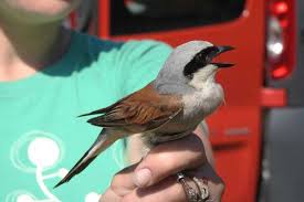Gambar pentet hd / 400 gambar burung lucu hd palin. Burung Cendet Jenis Makanan Dan Cara Membedakan Kelaminnya