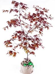 Japanese maple tree varieties dwarf japanese maple trees and shrubs trees to plant do it yourself garten acer palmatum garden trees small trees planting flowers. Japanese Maple Trees For Sale Choose Your Japanese Maple Plant