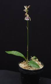 Image result for Oeceoclades maculata