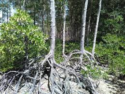 Hutan paya bakau menyumbangkan kepada ekonomi dgn sumber lautnya yg kaya serta kayu yang bermutu tinggi menyelamtkan harta benda harta benda dan nyawa. Rezeki Terpijak Teluk Wawasan Malaysia Aktif