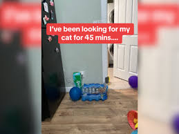 Owner Spends 45 Minutes Searching for Cat—Can't Believe Where He's Hiding