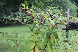 Image result for Phytolacca