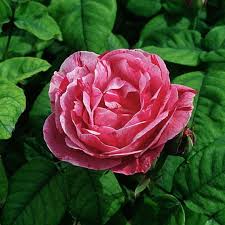 Image result for Rosa sp.