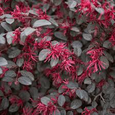 Image result for Scytopetalum pierreanum