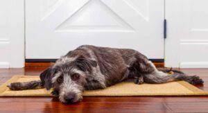 Benadryl, apoquel and 7 more options for soothing allergies in dogs. Apoquel Vs Benadryl For Dogs Which Is Better 2021 We Love Doodles