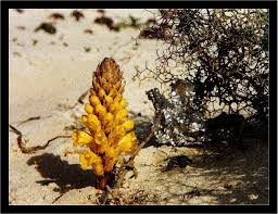 Image result for Cistanche