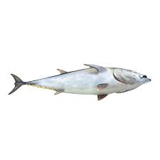 Fishes 2 Rigged Salmon 3d Max Tuna Fish Nature Animals Salmon Fish