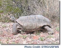 Desert Tortoise Life History