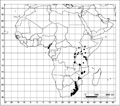 Image result for Xymalos monospora