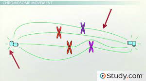 Animal cell mitotic spindle diagram. Mitotic Spindle Definition Formation Function Video Lesson Transcript Study Com