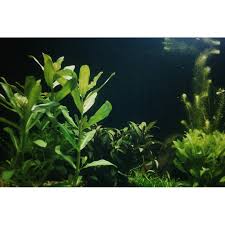 Image result for Nesaea crassicaulis