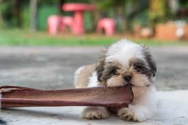Mom was fed with organic meat and veggies while pregnant and nursing. Teacup Shih Tzu The Ultimate Guide To This Tiny Fluffy Dog