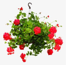 Gantung lagu mp3 download from lagump3downloads.net. Nature Flower Incomplete Geranium Hanging Basket Bunga Gantung Png Transparent Png Kindpng