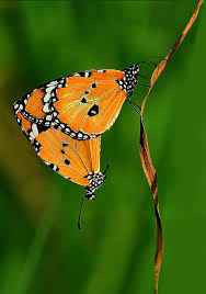 Petits Papillons Papillon Petit Papillon