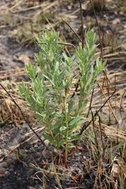 Image result for Gnidia kraussiana