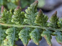 Image result for Woodsiaceae