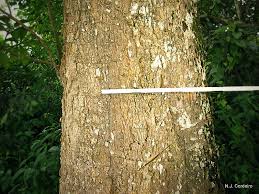 Image result for Shirakiopsis