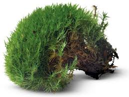 We did not find results for: Non Flowering Plants Plants For Kids Dk Find Out