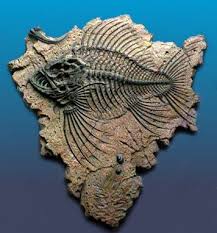 Karl E Limper Geology Museum Fossils Of Major Animal Phyla Fish Fossil Fossils Dinosaur Fossils