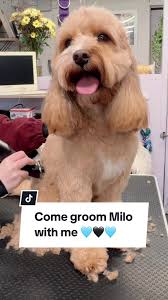 Milo the Cavapoo in for his Six Weekly groom 🐾🖤 . . He has just recently,  healed from his big boy operation, show showing off his patches this week!  . . ...