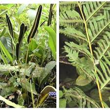 Image result for Odontosoria africana