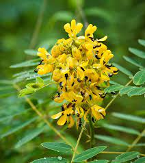 Acacia Flower Tea Benefits Best Flower Wallpaper