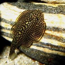 Black And White Striped Fish Freshwater Striped Hillstream Loach Freshwater Aquarium Fish With Images Freshwater Aquarium Fish Aquarium Fish Tropical Freshwater Fish